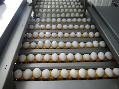 فروش کارخانه بسته بندی تخم مرغ در کرج کمالهشر -فروش یک واحد بسته بندی تخم مرغ با درآمد 200میلیون سود در ماه5