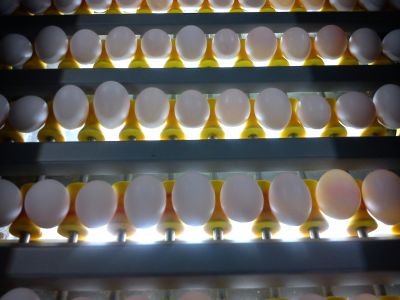 فروش کارخانه بسته بندی تخم مرغ در کرج کمالهشر -فروش یک واحد بسته بندی تخم مرغ با درآمد 200میلیون سود در ماه3