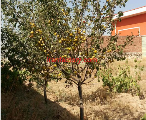 فروش یا معاوضه 2250 متر کارگاه در تبریز0