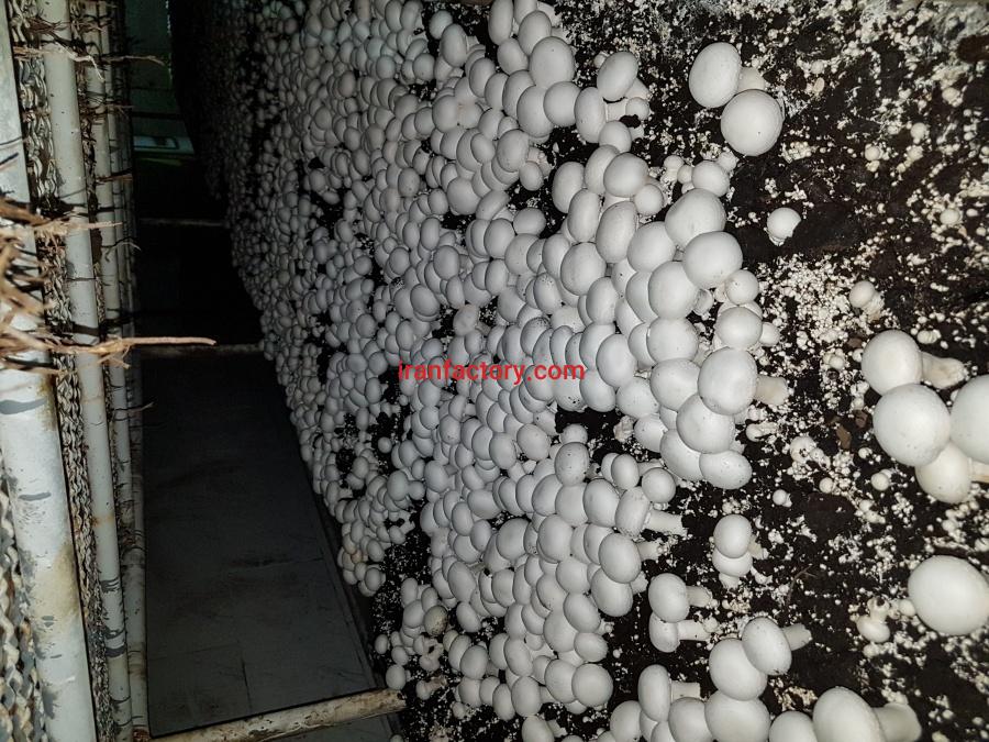 فروش کارخانه قارچ قم1