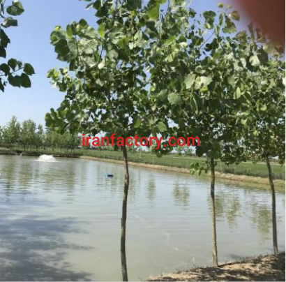 فروش یا معاوضه11000متر پرورش ماهی و باغ مرکبات در جویبار6