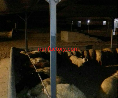 فروش دامداری صنعتی 500 راسی در شهرستان خوی،رهال4