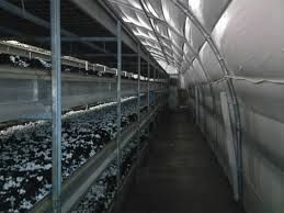 فروش کارخانه قارچ در آبیک قزوین _خرید کارخانه قارچ در کرج 0