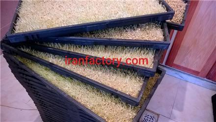 فروش دستگاه تولید جوانه0