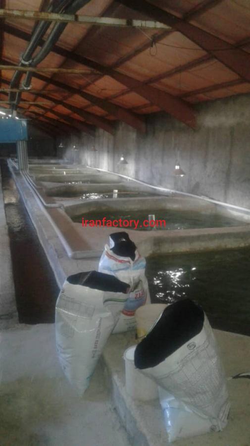 فروش پرورش ماهی آذربایجان شرقی3