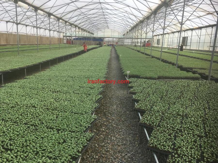 فروش گلخانه در قزوین0