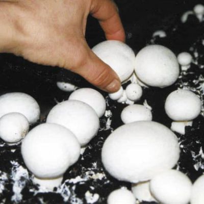 فروش کارخانه تولید قارچ در اردبیل ـ خرید کارخانه تولید قارچ 0