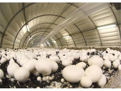 فروش کارگاه تولید قارچ در شیراز _خرید کارگاه قارچ در شیراز0