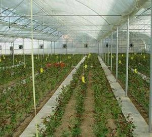 فروش گلخانه در شهریار _خرید گلخانه در تهران_فروش گلخانه0