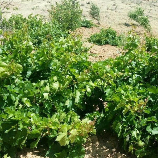 فروش باغ ثمردار در سنندج1