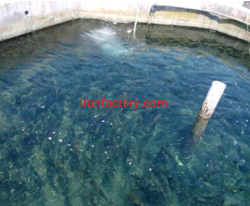 فروش 1508 متر مجموعه پرورش ماهی قزل آلا و خاویاری در رشت1