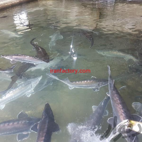 فروش پرورش ماهی خاویاری در تالش1
