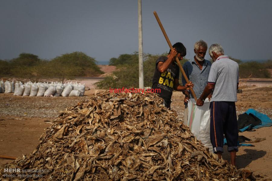 فروش ماهی خشک شده مخلوط ، خرید ماهی خشک شده مخلوط برای تولید پودر ماهی4