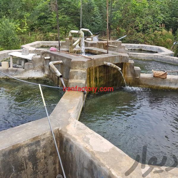 فروش پرورش ماهی در ماسال1