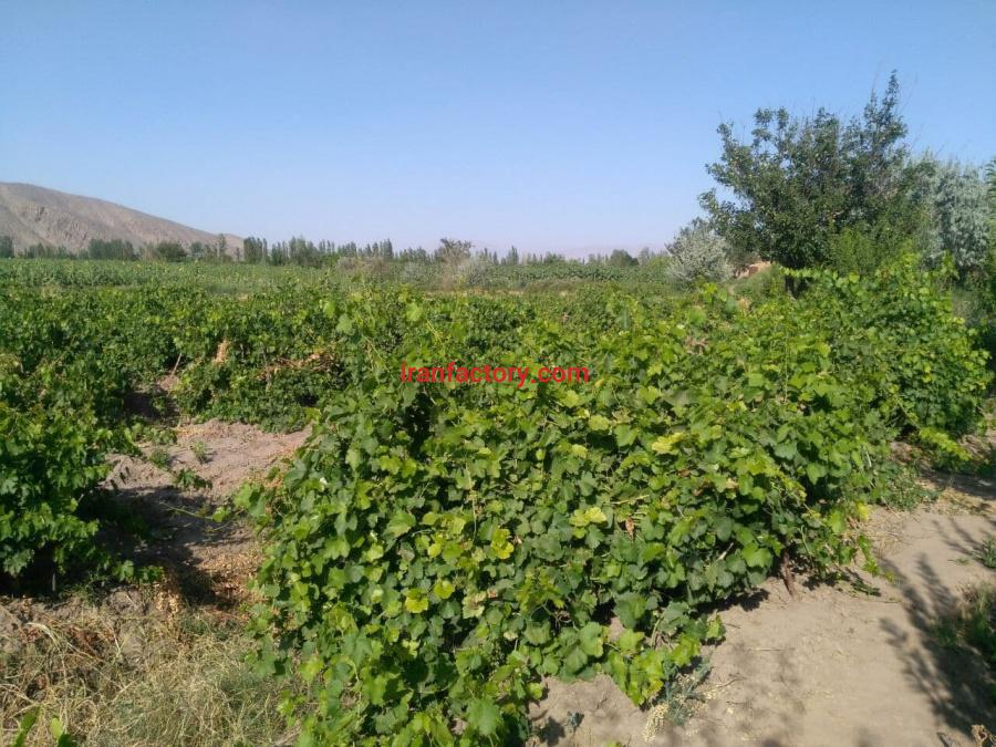 زمین زراعی و باغی 4/4 هکتار در شهرستان خوی3