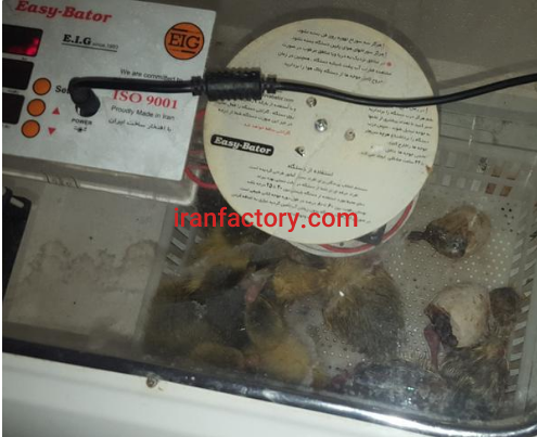 فروش دستگاه جوجه کشی در قرچک3