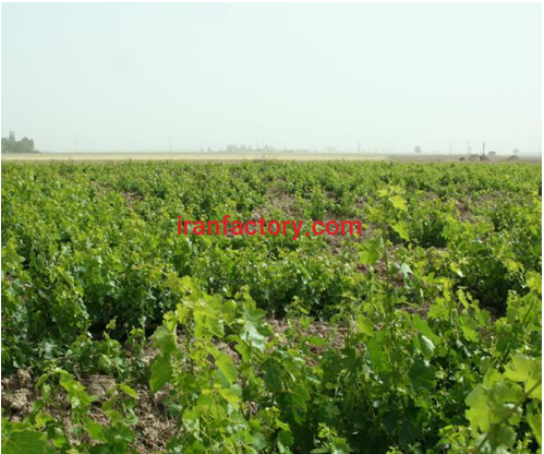 فروش دو هکتار استخر پرورش ماهی و گلخانه در قزوین5