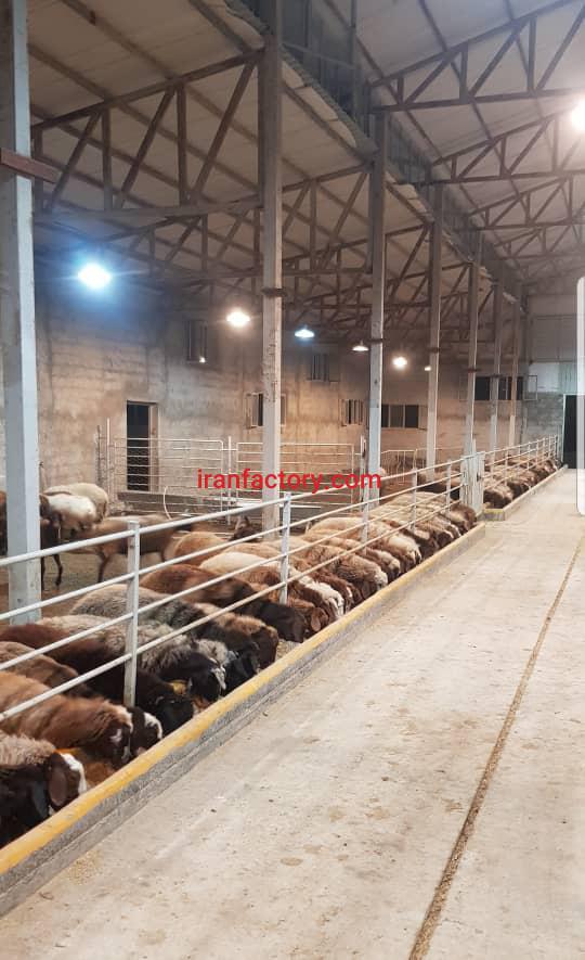 دامداری صنعتی ۱۰۰۰ راسی گوسفند در کیاسر2