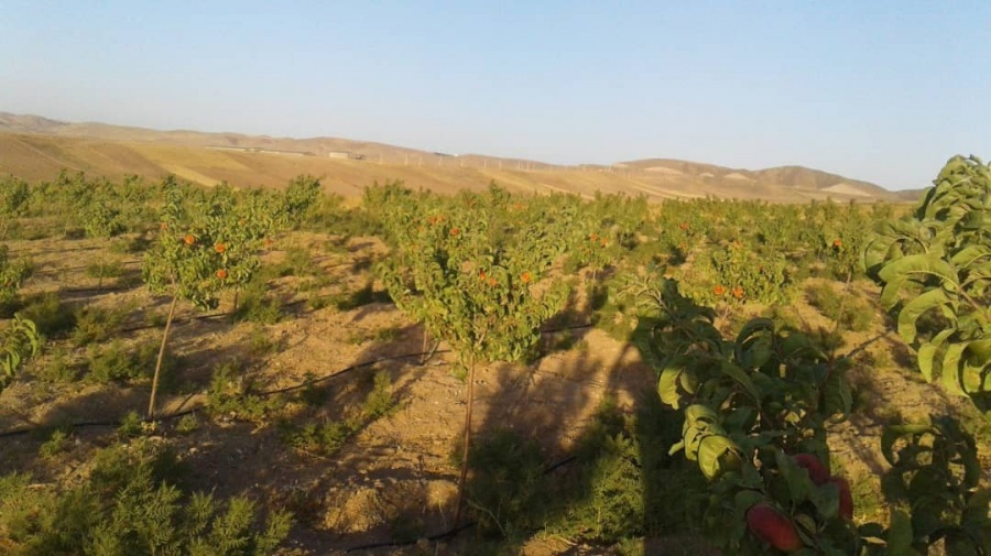 فروش مرغداری گوشتی 70 هزار متر مکعب در قزوین3