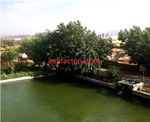 فروش 10 هکتاردامداری و زمین کشاورزی در ساوه2