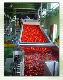 دستگاه پخت رب گوجه فرنگی0