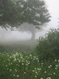 فروش زمین کشاورزی در منطقه جنگل ابر شاهرود5