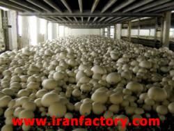 فروش کارخانه نیمه ساز قارچ در ملارد کرج 2