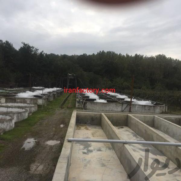 فروش استخر پرورش ماهی در تالش3
