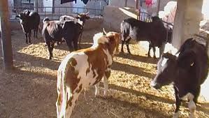 اجاره گاوداری در روانسر کرمانشاه1