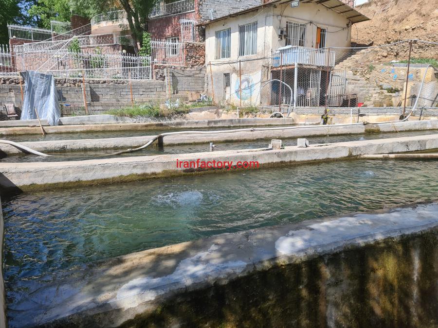 پرورش ماهی در گیلاوند با آب چشمه1