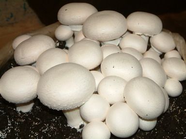 فروش كارخانه توليد قارچ در شاهين دژ0
