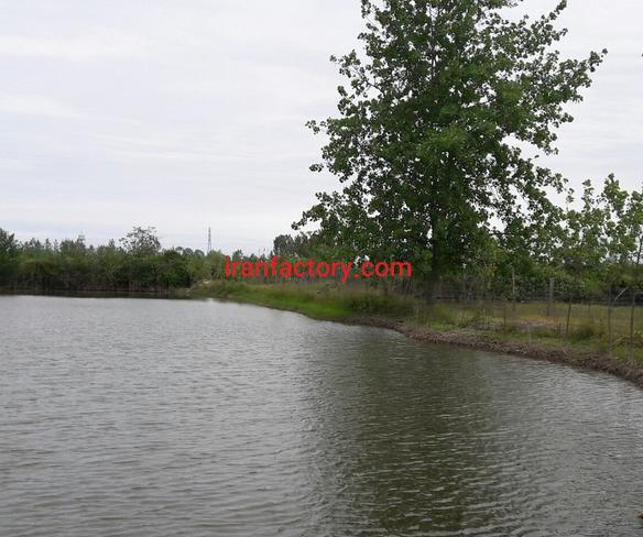 فروش پرورش ماهی گرمابی در بندرانزلی0