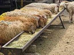 فروش دامداری در محمود آباد مازندران_خرید دامداری در مازندران1