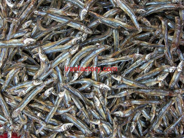 فروش ماهی متو صادراتی درجه یک3