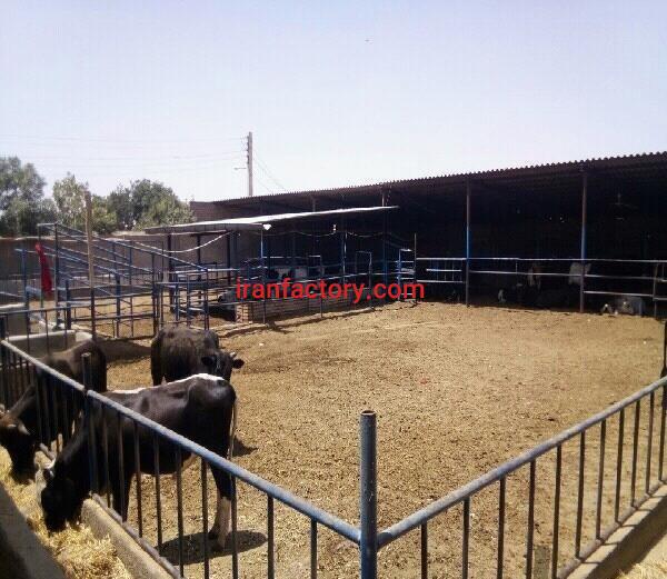 فروش گاوداری مجهز در ورامین تهران0