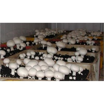 فروش کارخانه قارچ در شهرک صنعتی فرامان کرمانشاه1