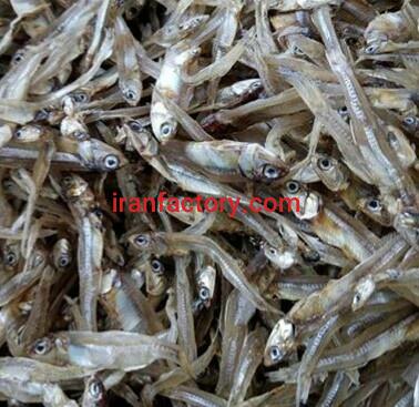 خرید و فروش عمده ماهی متو و ساردین خشک1