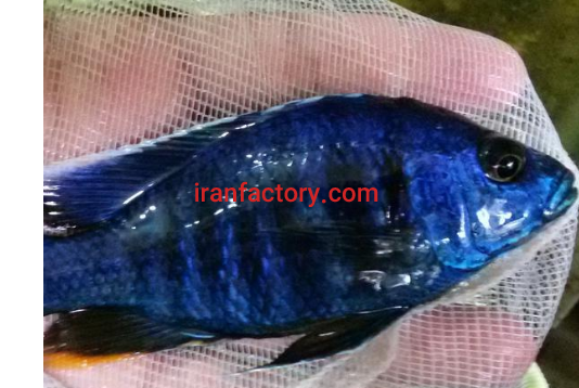 تولید و عرضه مستقیم ماهی آکواریوم در بندر عباس0