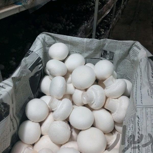 فروش مجهزترین کارخانه قارچ خوراکی در بوشهر3