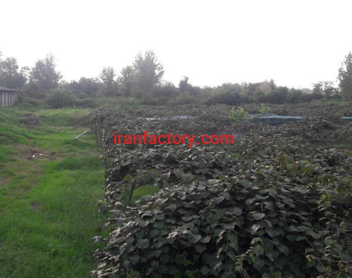 فروش 15670 مترباغ کیوی و پرورش ماهی در رودسر3