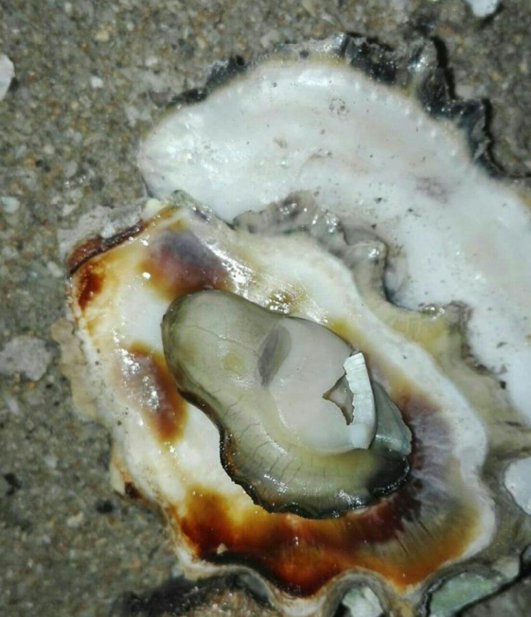 صدف سخره ای0