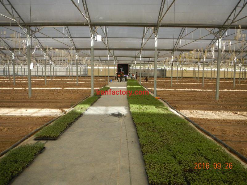 گلخانه گوجه فرنگی البرز2