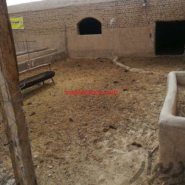 فروش دامداری گوشتی ورامین2