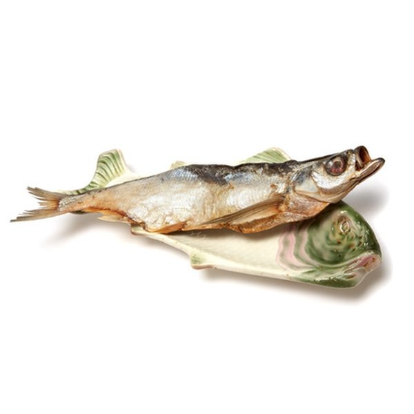 پخش ماهی شیر صید روز0