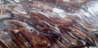 فروش خط فرآوری کرم خاکی7