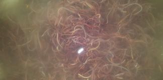 فروش خط فرآوری کرم خاکی4