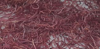 فروش خط فرآوری کرم خاکی3