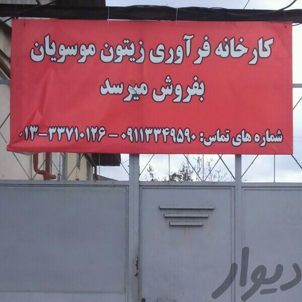 فروش کارخانه فراوی زیتون در رشت1