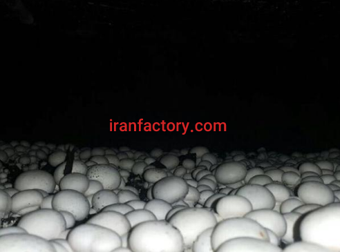 فروش کارخانه قارچ مروارید طلایی تهران2