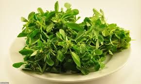 فروش خط کامل سبزی خرد کن2